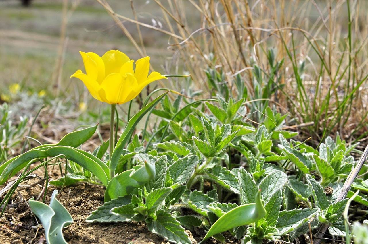 Рідкісні червонокнижні тюльпани розквітли на березі Тилігульського лиману: природна краса та екологічна важливість