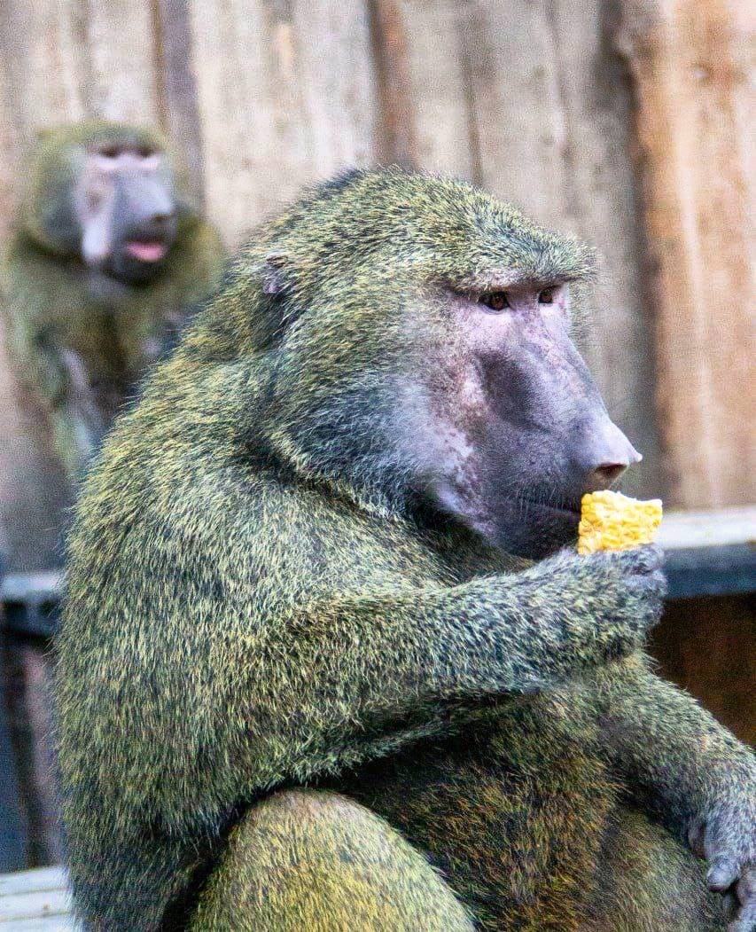 В Одеському зоопарку з'явилися нові мешканці – пара молодих бабуїнів