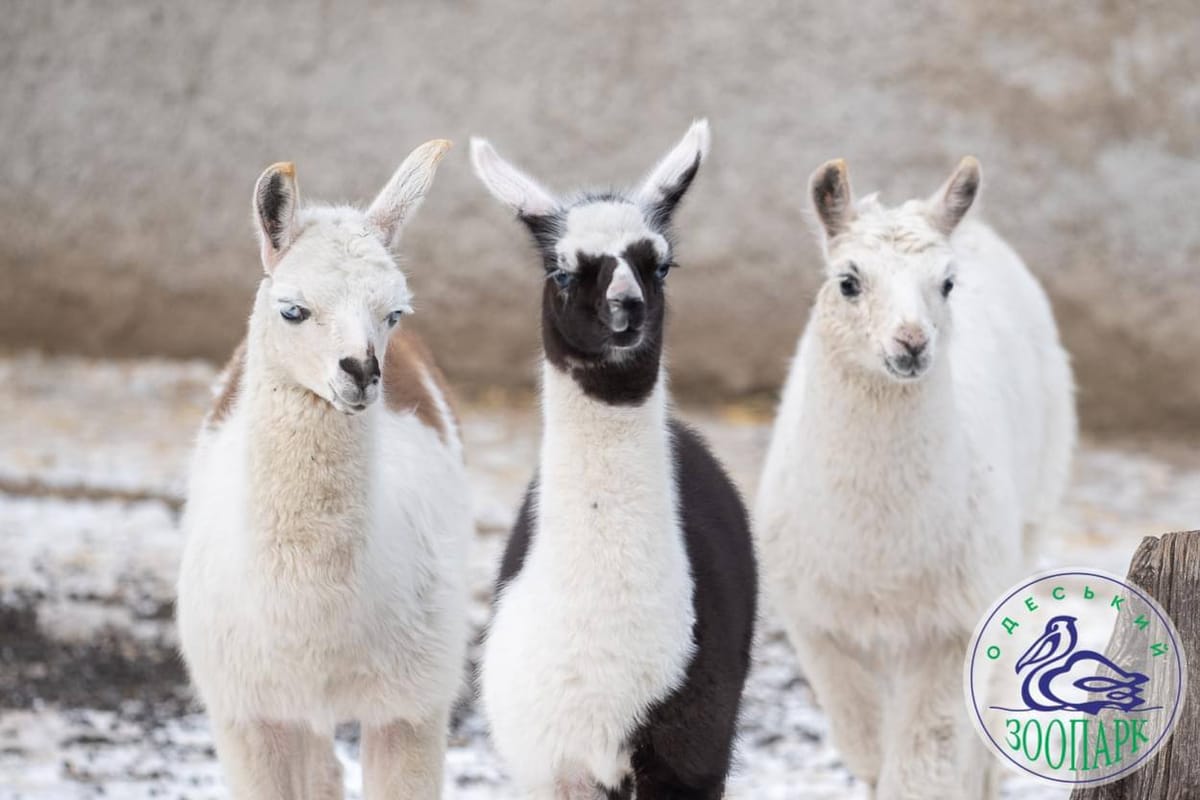 В Одеському зоопарку народилося дитинча лами