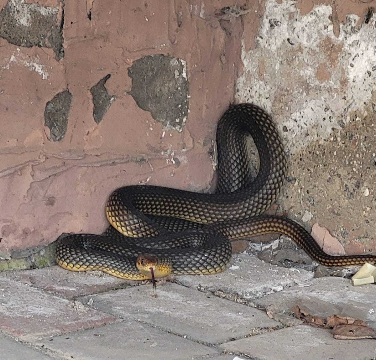Біля п'ятиповерхівки у Чорноморці знайшли рідкісну змію